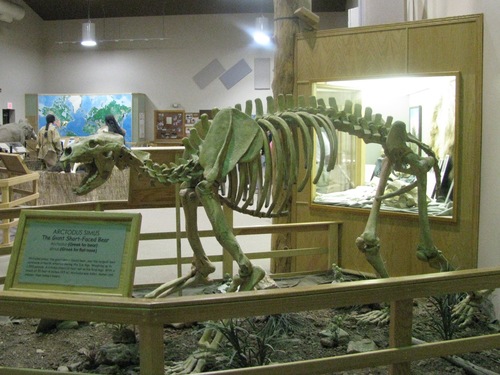 Giant Short-faced Bear (Arctodus simus) — Data Deficient Mammalia