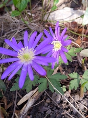 Anemonoides apennina