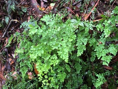 Adiantum atroviride