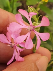 Silene colorata image