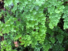 Adiantum atroviride