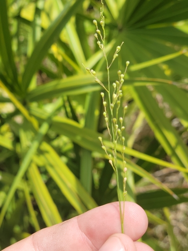 Image of Dichanthelium neuranthum by (c) Jay Horn, some rights reserved (CC BY)