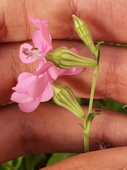 Silene colorata image