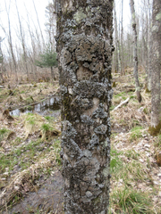 Physconia grumosa