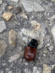 Aphodius pedellus