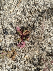 Calyptridium pulchellum