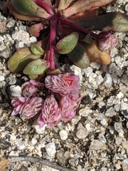 Calyptridium pulchellum