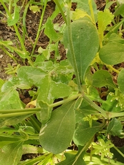 Silene colorata image