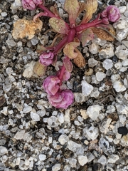 Calyptridium pulchellum