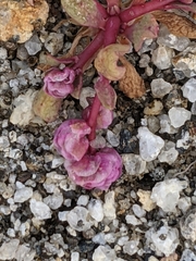 Calyptridium pulchellum