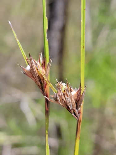 Image of Scleria baldwinii by (c) Jay Horn, some rights reserved (CC BY)