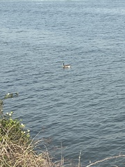 Branta canadensis