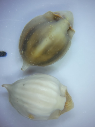 Image of Scleria baldwinii by (c) Jay Horn, some rights reserved (CC BY)