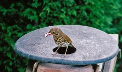 Turdus philomelos