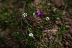 Sagina decumbens