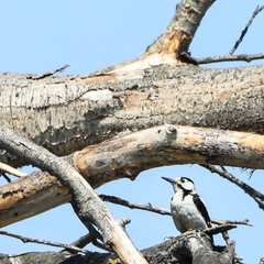 Dendrocopos syriacus