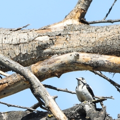 Dendrocopos syriacus