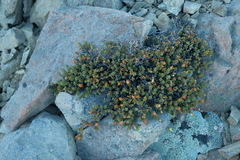 Pimelea traversii