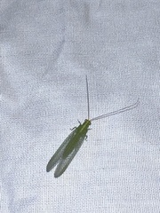 Chrysopodes