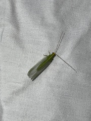 Chrysopodes