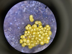 Oligonema schweinitzii