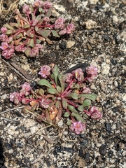 Calyptridium pulchellum