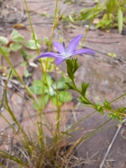 Triodanis biflora