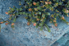 Pimelea traversii