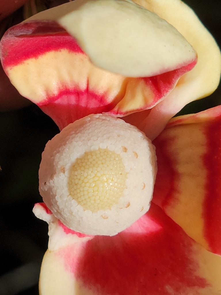 Pond apple (Annona glabra)