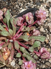 Calyptridium pulchellum