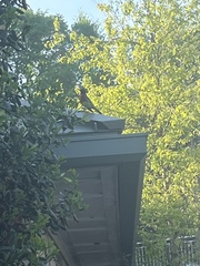 Turdus migratorius