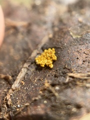 Oligonema schweinitzii