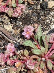 Calyptridium pulchellum