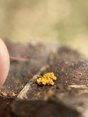 Oligonema schweinitzii