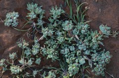 Helichrysum leontonyx