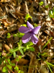 Phlox stolonifera