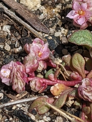 Calyptridium pulchellum