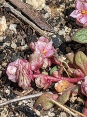 Calyptridium pulchellum