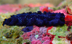 Pseudobiceros stellae