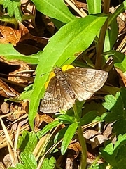 Erynnis icelus