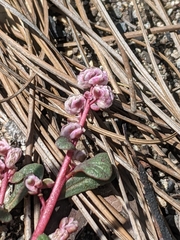Calyptridium pulchellum