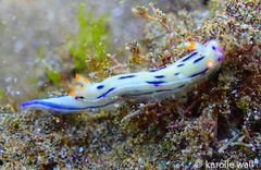 Hypselodoris bertschi