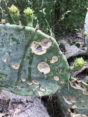 Phyllosticta concava