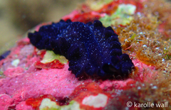 Pseudobiceros stellae