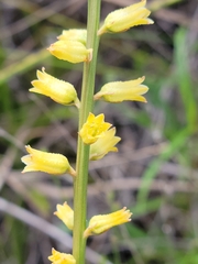 Aletris lutea image