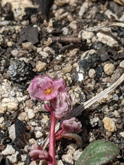 Calyptridium pulchellum