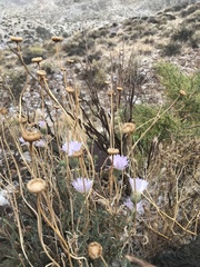 Xylorhiza