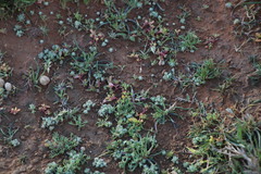 Helichrysum leontonyx