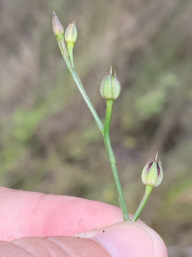 Image of Linum carteri by (c) Jay Horn, some rights reserved (CC BY)