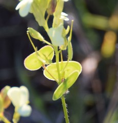 Biscutella auriculata